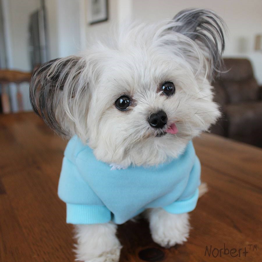 Meet Norbert, The Tiniest Therapy Dog - I Can Has Cheezburger? - Funny ...