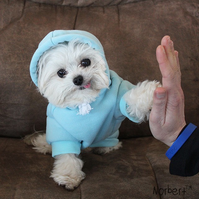 norbert dog stuffed animal