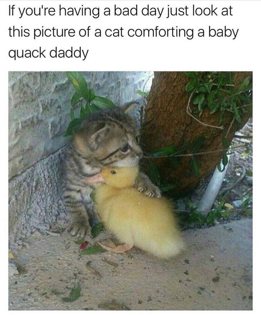 baby ducks and kittens