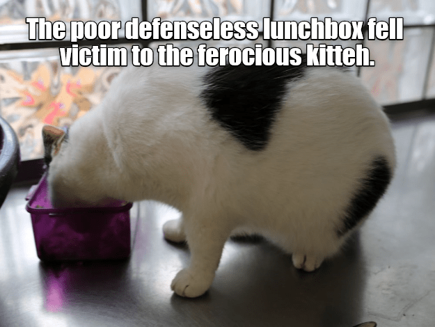 Poor lunchbox - Lolcats - lol | cat memes | funny cats | funny cat ...