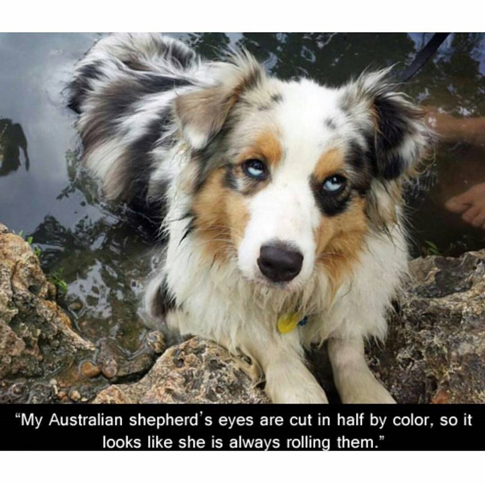 Spirit Animal Memebase Funny Memes