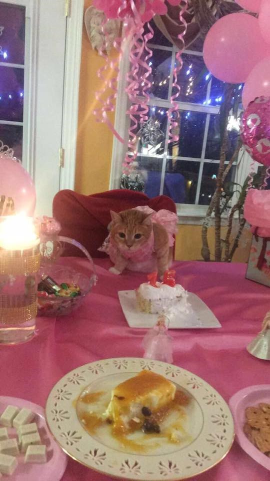 Hispanic Cat Turns 15 And Her Loving Family Throws Her A Surprise