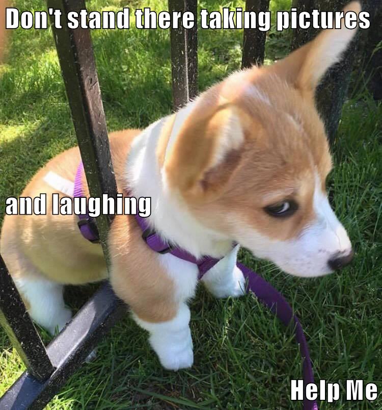 Don't stand there - I Has A Hotdog - Dog Pictures - Funny pictures of dogs - Dog Memes