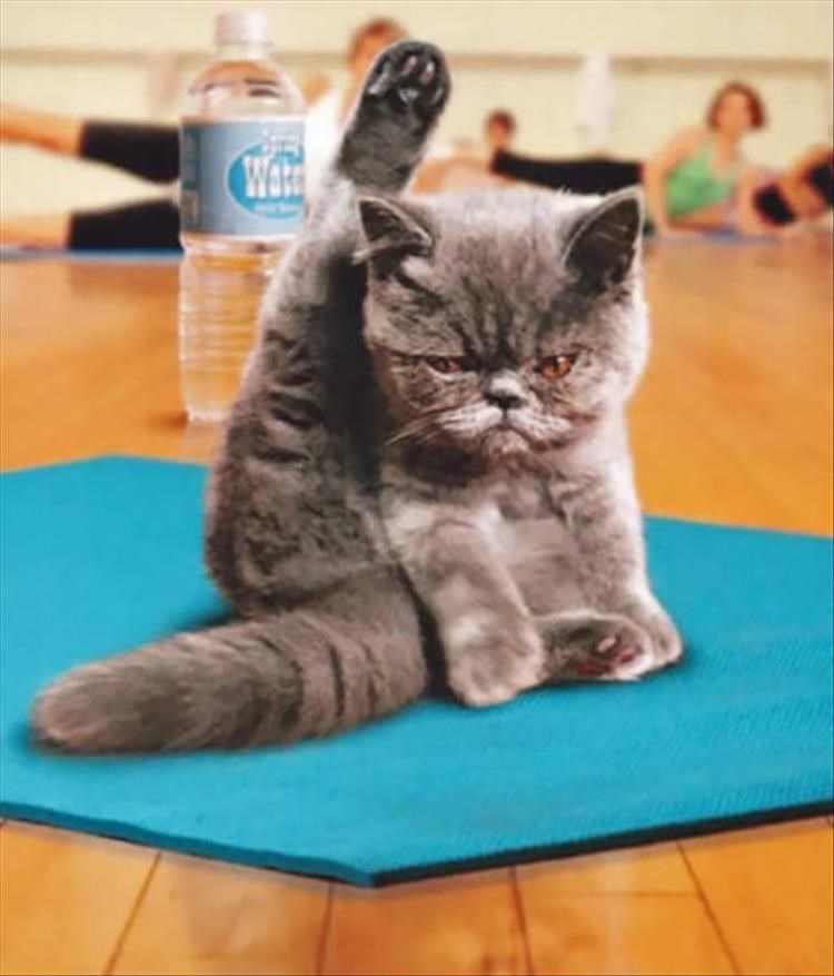 29 Animal Yoga Masters I Can Has Cheezburger? Funny Cats Cat Meme