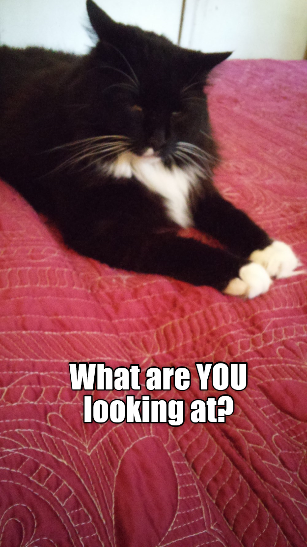 Cattitude - Lolcats - lol | cat memes | funny cats | funny cat pictures ...