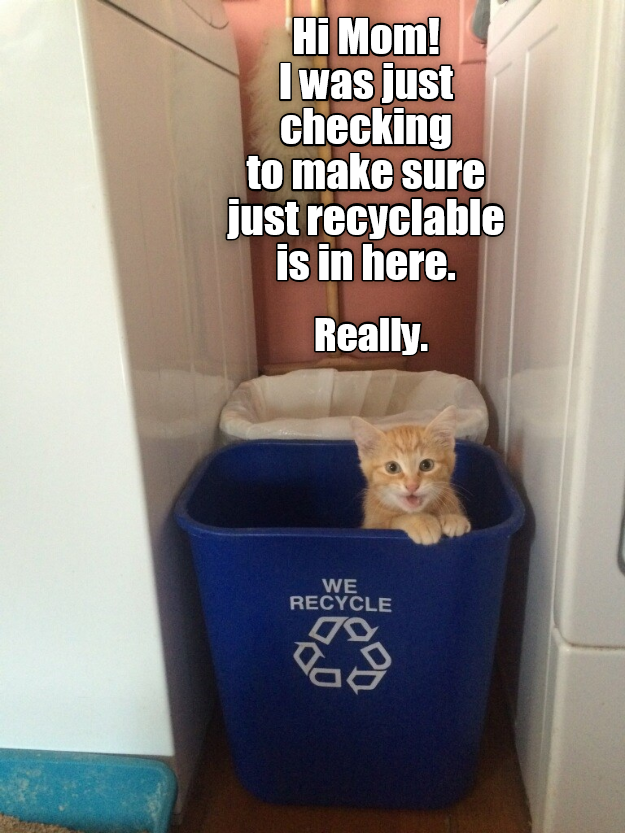 Recycle Kitty Lolcats lol cat memes funny cats funny cat