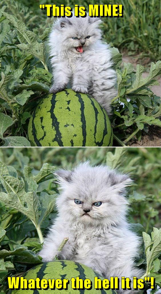 watermelon cat