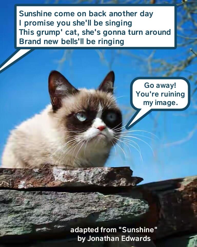 Here Are The Best Grumpy Cat Memes — Fifth Sun Blog