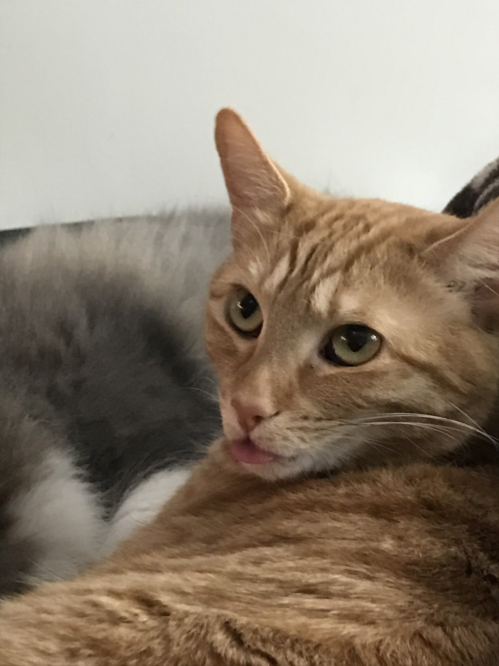 10+ Blep..ping Cats - I Can Has Cheezburger? - Funny Cats | Cat Meme ...