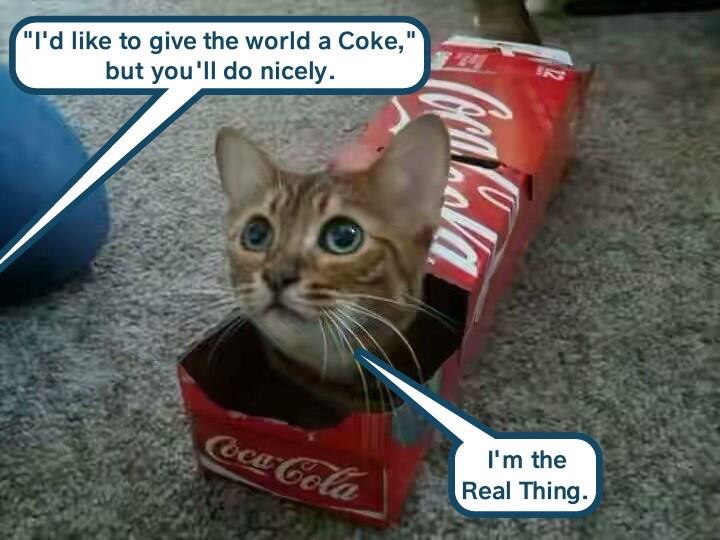 Things go better with Coke kittehs Lolcats lol cat memes funny
