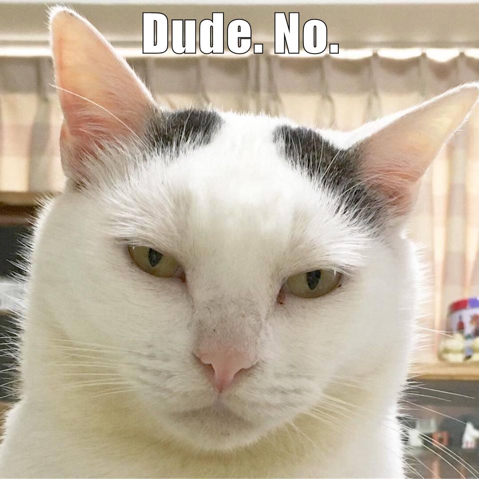 Dude. No. - Lolcats - lol | cat memes | funny cats | funny cat pictures