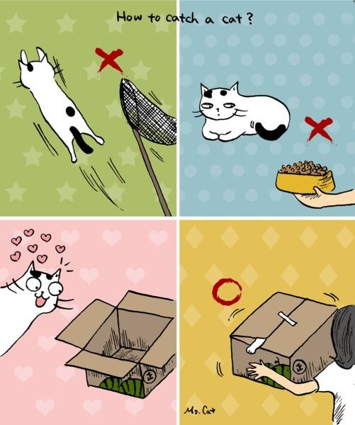 How To Catch A Cat I Can Has Cheezburger?