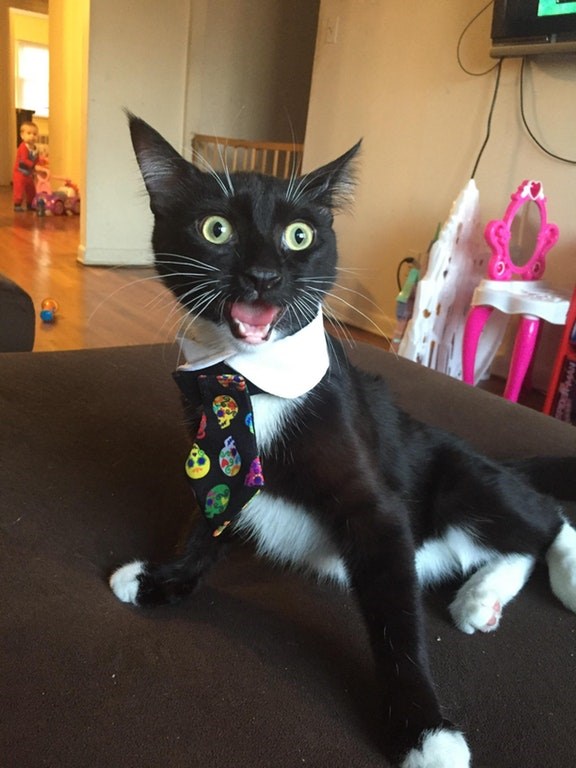 These Scaredy Cats Are Exactly What You Need This Tuesday I Can Has Cheezburger? Funny Cats