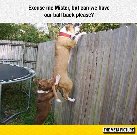 Dog's Trying To Get The Ball Back I Can Has Cheezburger?