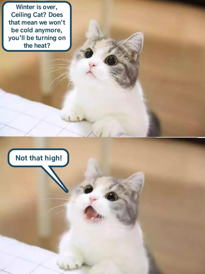 Not That High Lolcats Lol Cat Memes Funny Cats Funny Cat