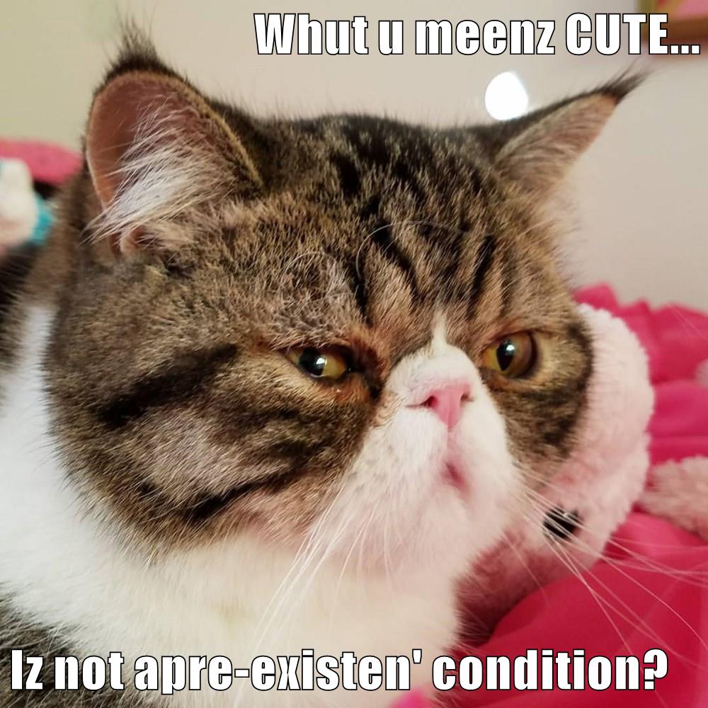 Whut U Meenz Cute Lolcats Lol Cat Memes Funny Cats Funny Cat Pictures With Words On