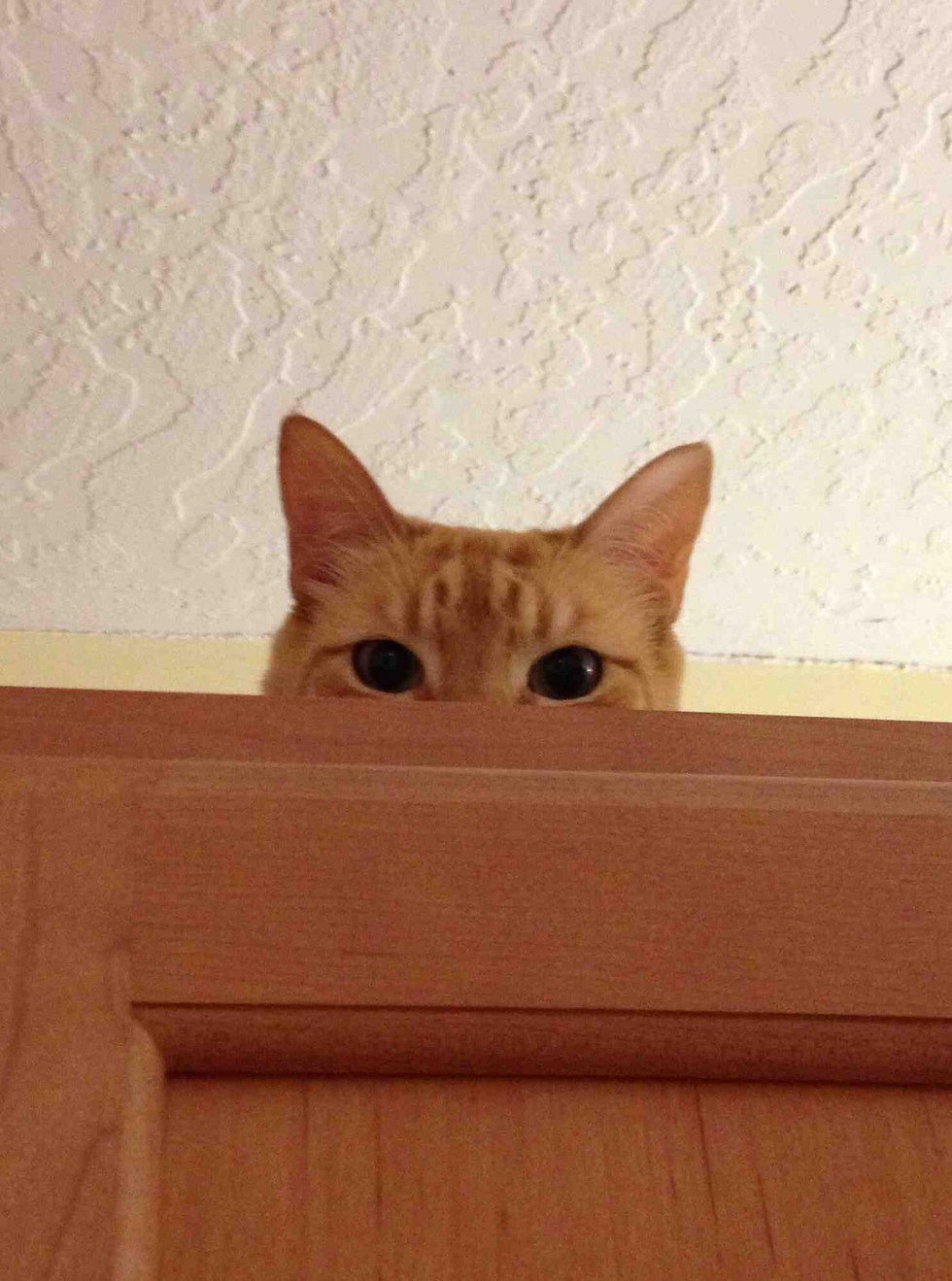 27 Stalking Cats That Are Always Watching You - I Can Has Cheezburger