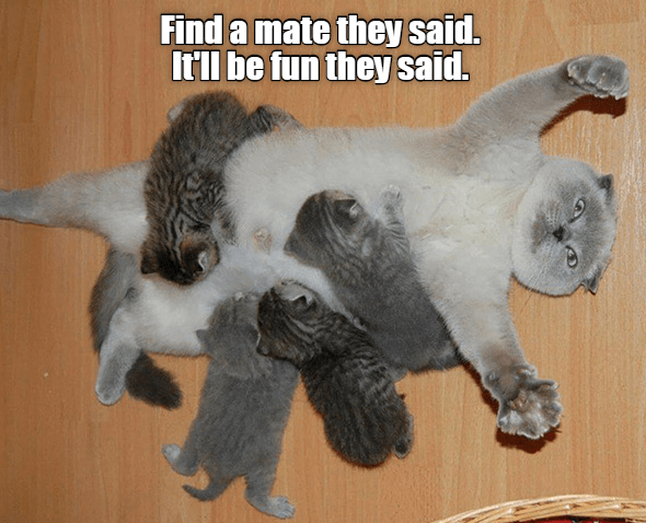 Check Mate - Lolcats - lol | cat memes | funny cats | funny cat ...