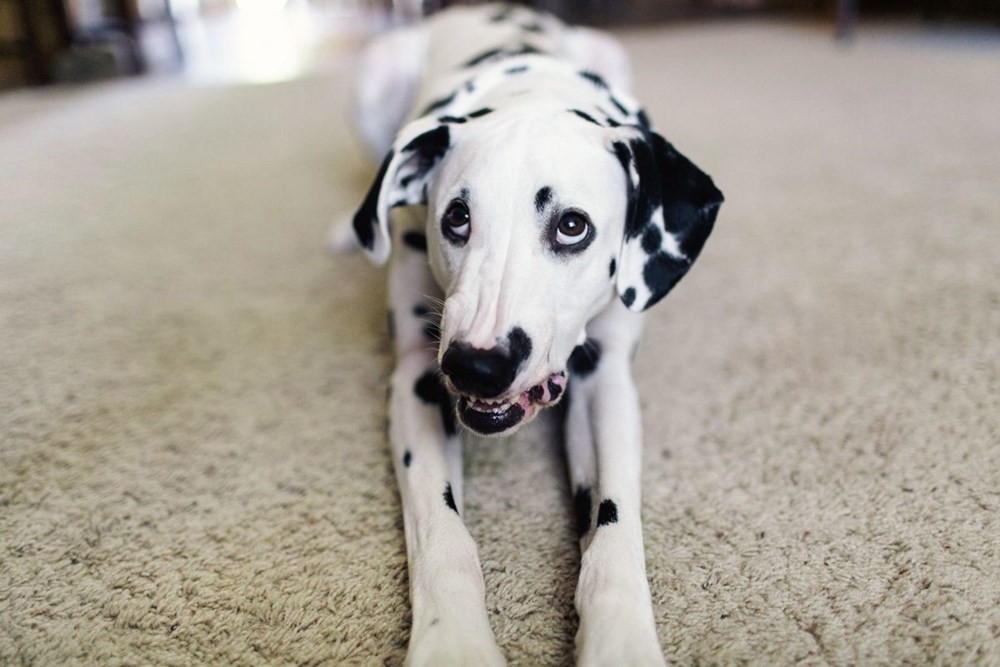 Adorable Dalmatian Was Trained To Smile On Cue, And He's Nailing It ...