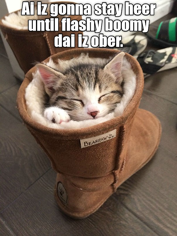 Kitteh nawt a fan of fireworks Lolcats lol cat memes funny cats