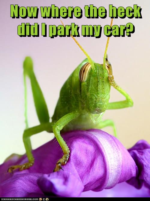 Now where the heck did I park my car? - Animal Comedy - Animal Comedy ...