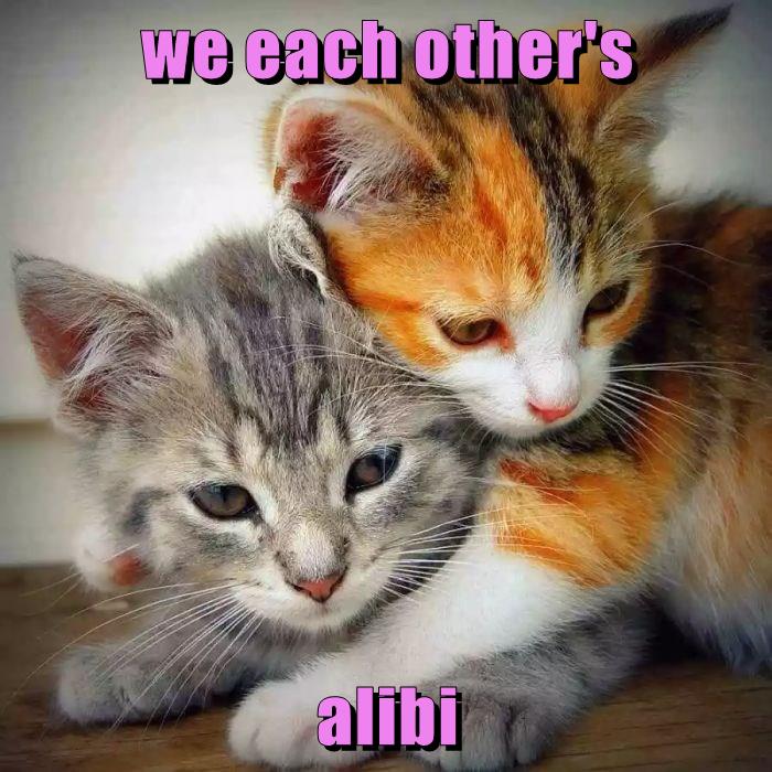 We each other's alibi - Lolcats - lol | cat memes | funny cats | funny ...
