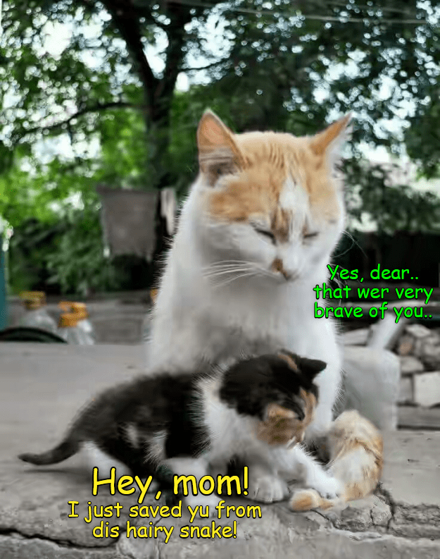 Kitten Saves Mom From Furry Snake - I Can Has Cheezburger?
