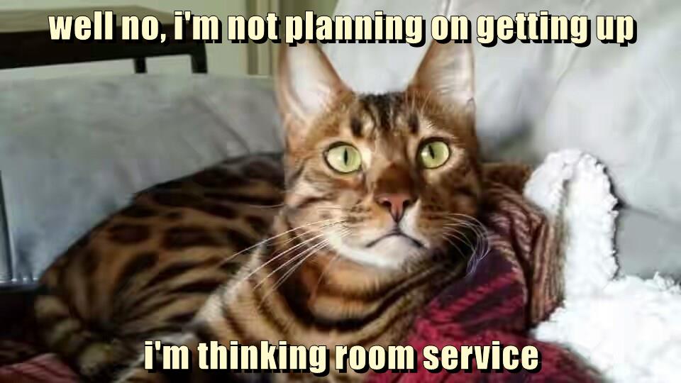 Well… no - Lolcats - lol | cat memes | funny cats | funny cat