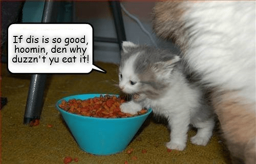 Lolcats cat food LOL at Funny Cat Memes Funny cat pictures