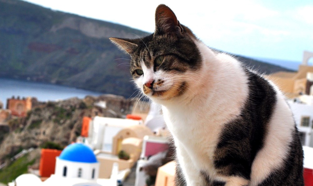 Meet the Beautiful Greek Cats of Santorini Island (17 Stunning Photos ...