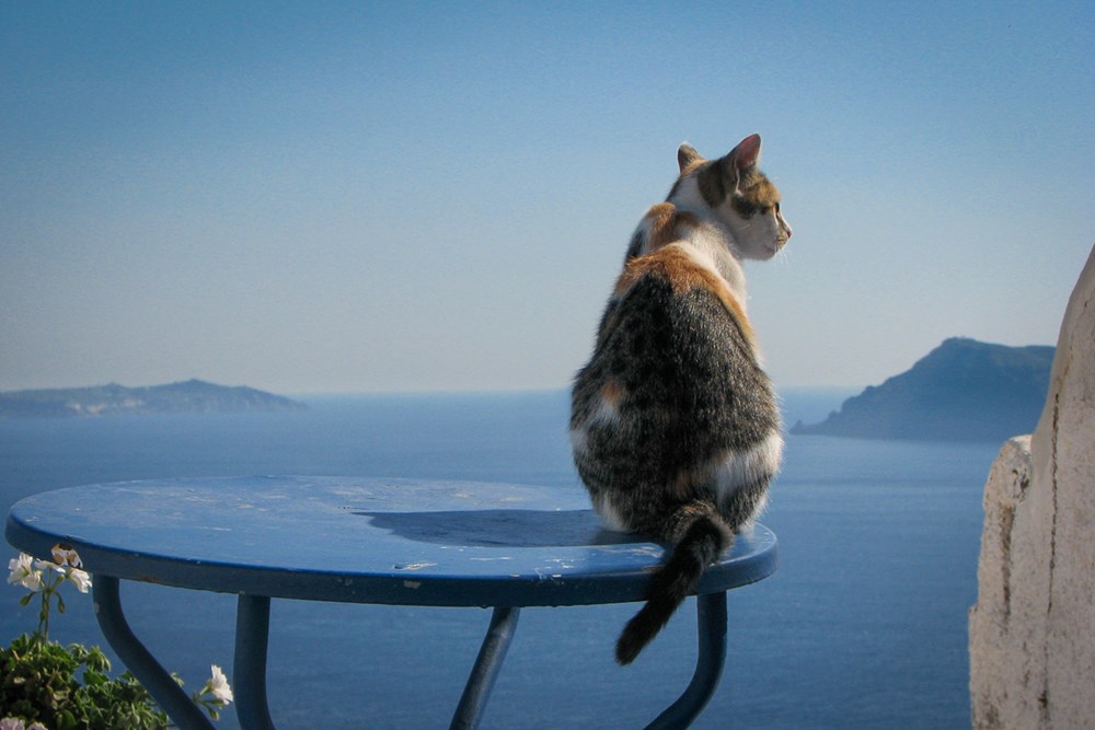 Meet the Beautiful Greek Cats  of Santorini  Island 17 
