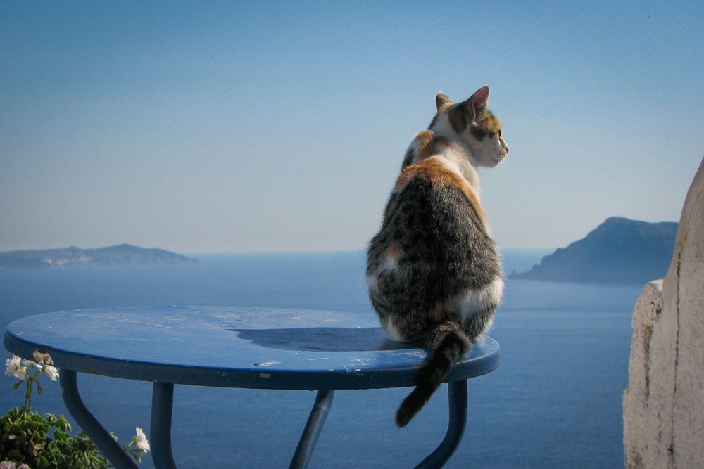 Meet the Beautiful Greek Cats of Santorini Island (17 Stunning Photos ...