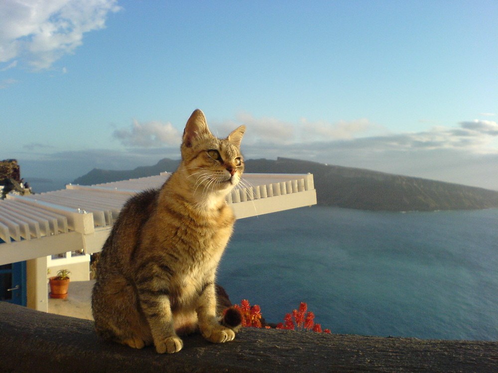 Meet the Beautiful Greek Cats  of Santorini  Island 17 