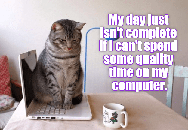 funny cat picture computer