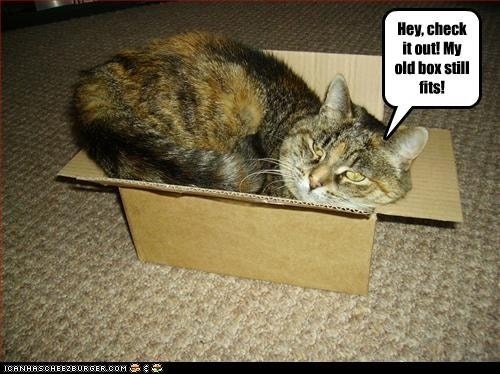 I Can Has Cheezburger? - box - Funny Internet Cats - Cat Memes and ...