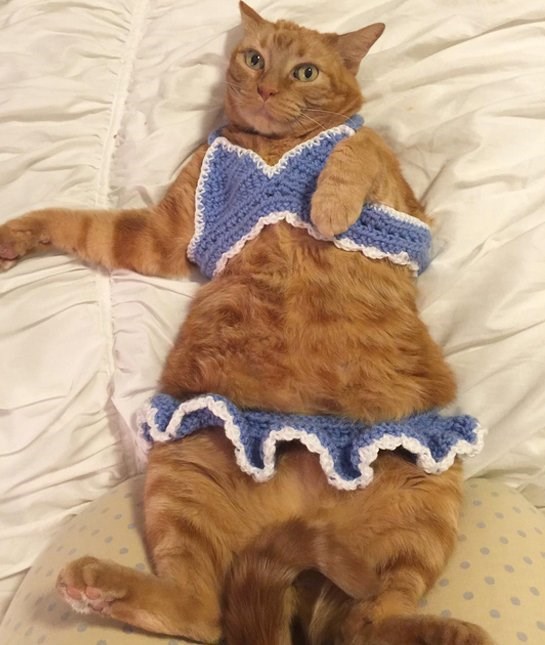 These Hilarious Pets in Bikinis Will Make you Want to Jump Into the