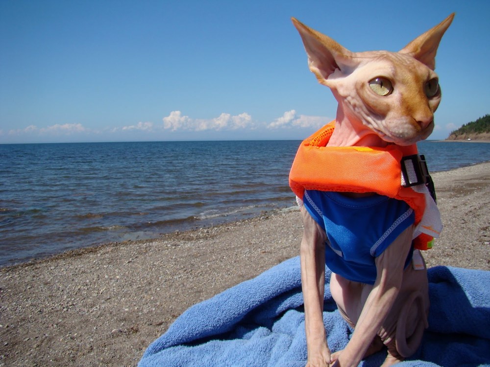 These Hilarious Pets in Bikinis Will Make you Want to Jump Into the