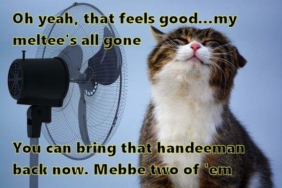 Wonder if this fan will fit under thecomfeesofa - Lolcats - lol | cat ...