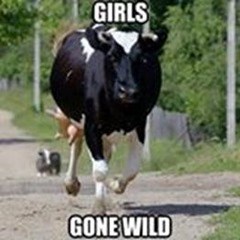 20 Fantastically Funny Cow Memes To Put You In A Happy Moo-d - I Can ...