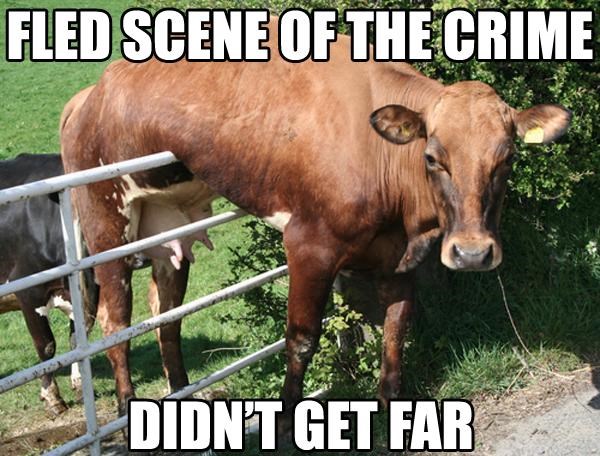 20 Fantastically Funny Cow Memes To Put You In A Happy Moo-d - I Can ...