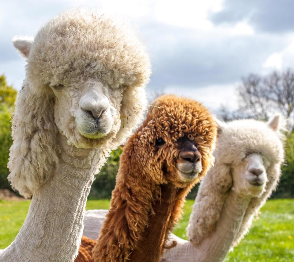 This Woman is Giving a Herd of Alpacas a Funky Haircuts And It’s