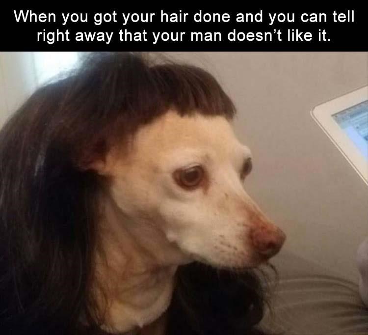 A New Haircut I Can Has Cheezburger? Funny Cats Cat Meme Cat