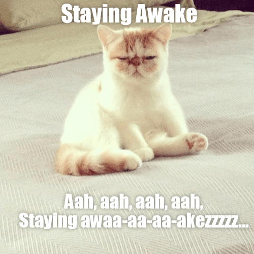 [Image: cat-meme-of-barely-being-able-to-stay-awake]