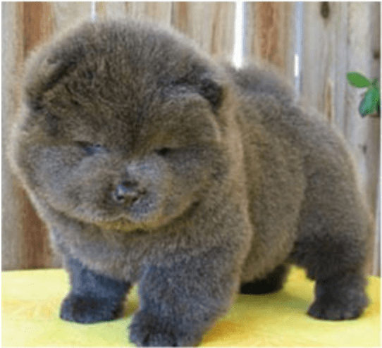 cats that look like teddy bears