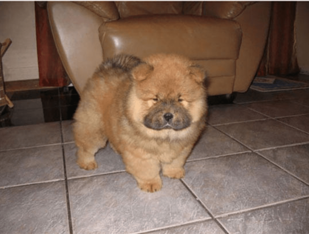 fluffy dogs that look like teddy bears