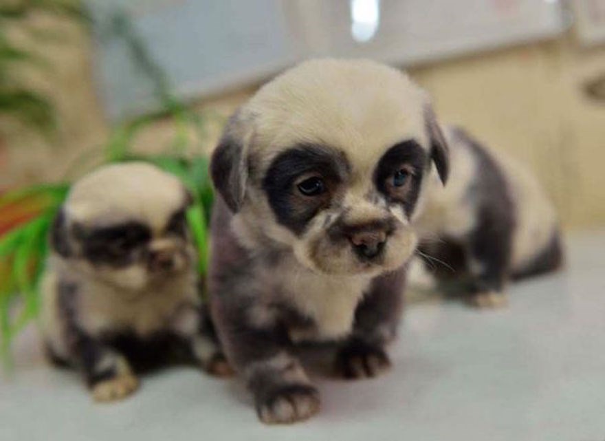 cats that look like teddy bears