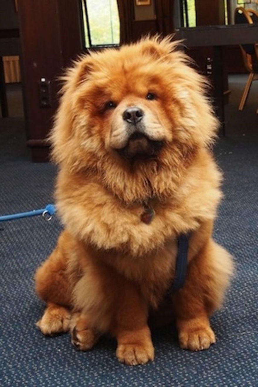 fluffy dogs that look like teddy bears