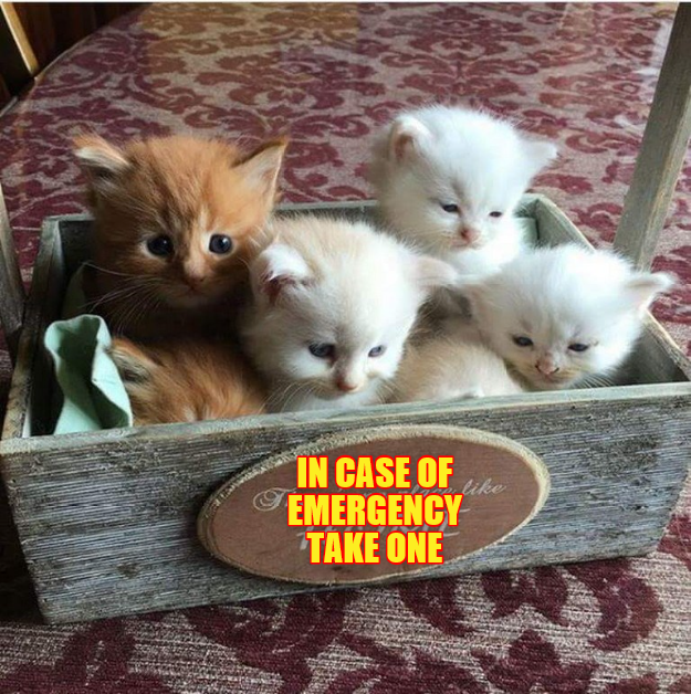 Emergency Kittens! I Can Has Cheezburger? Funny Cats Cat Meme