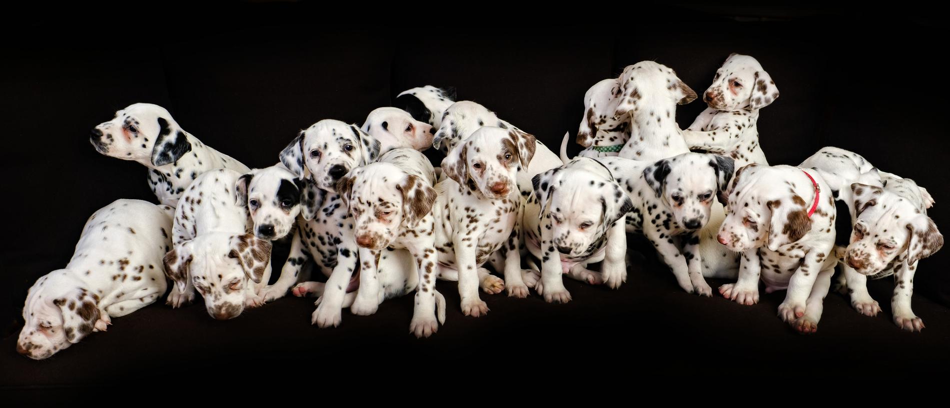 This Dalmatian Gave Birth To 19 Puppies And Broke The World Record I Can Has Cheezburger