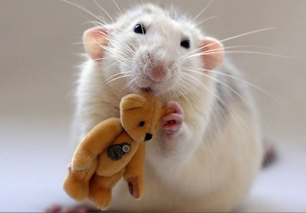 Two Photographers Take Pictures Of Their Pet Rats Cuddling Teddy Bears